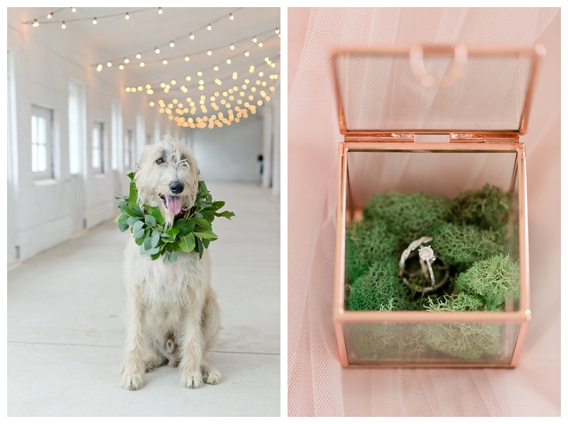 cleveland ohio wedding photographer, the cannons photography, wedding portraits, wedding flowers, wedding dog, dog with floral necklace