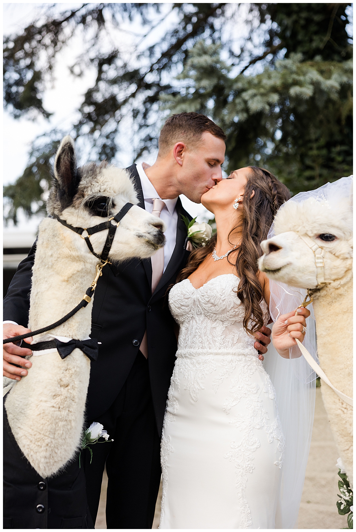 Bride and groom with llamas on wedding day
